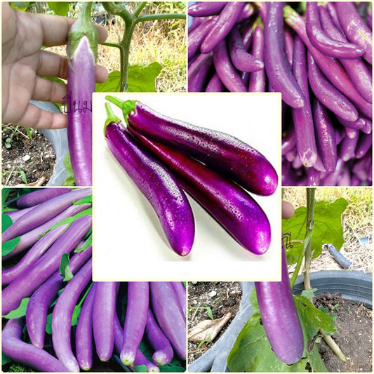 100 Seeds Monkey Eggplant, Long Purple Eggplant, Thai Vegetable, Natural, Non GMO