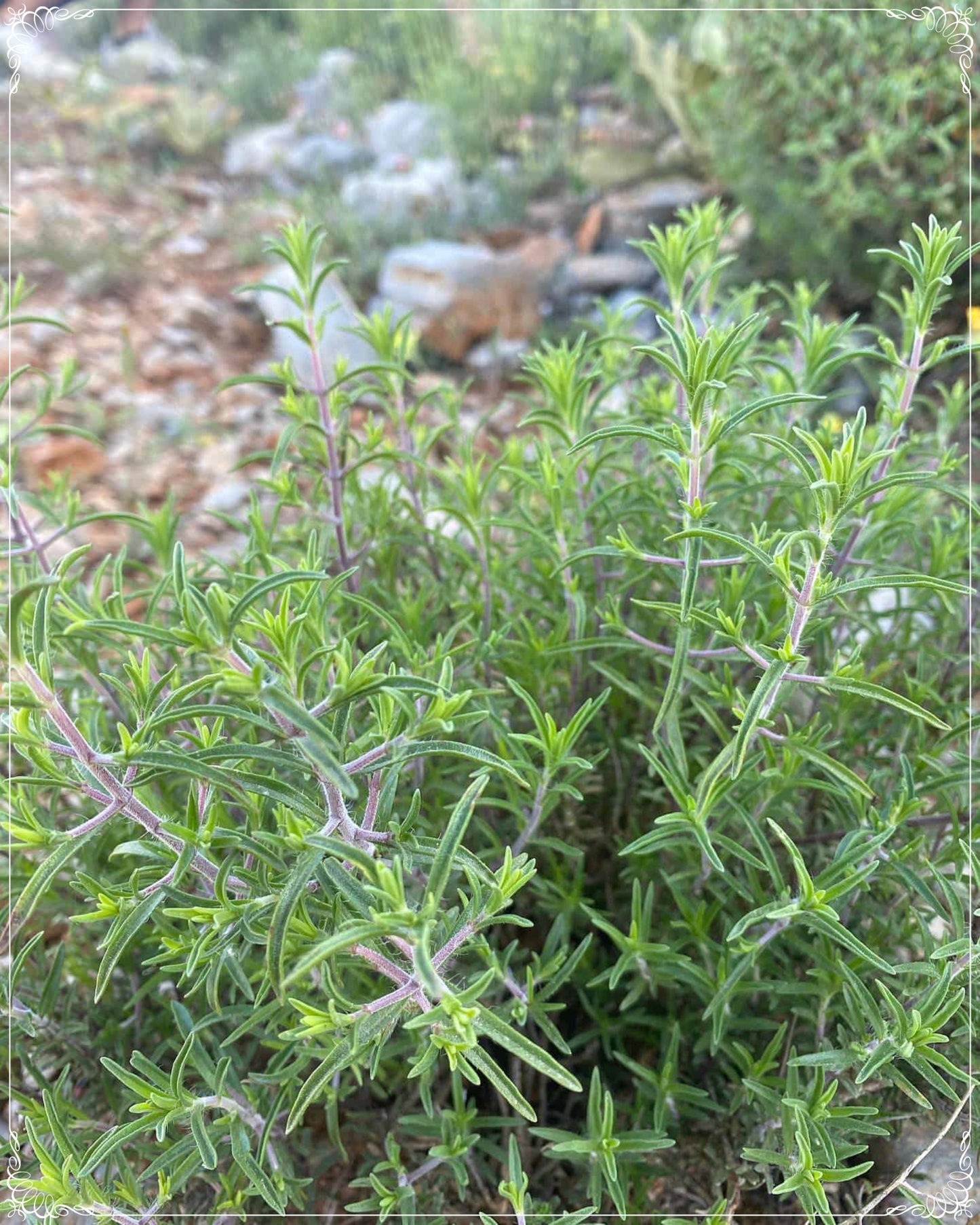 200 Seeds Natural Oregano Seed, Thyme Aromatic Herbs, Natural, Non GMO, Heirloom