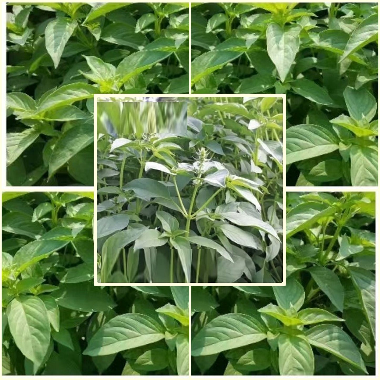 100 Seeds Soft Fragrant Basil, Mildly Fragrant Hairy Basil, Thai Plant, Natural, Non GMO