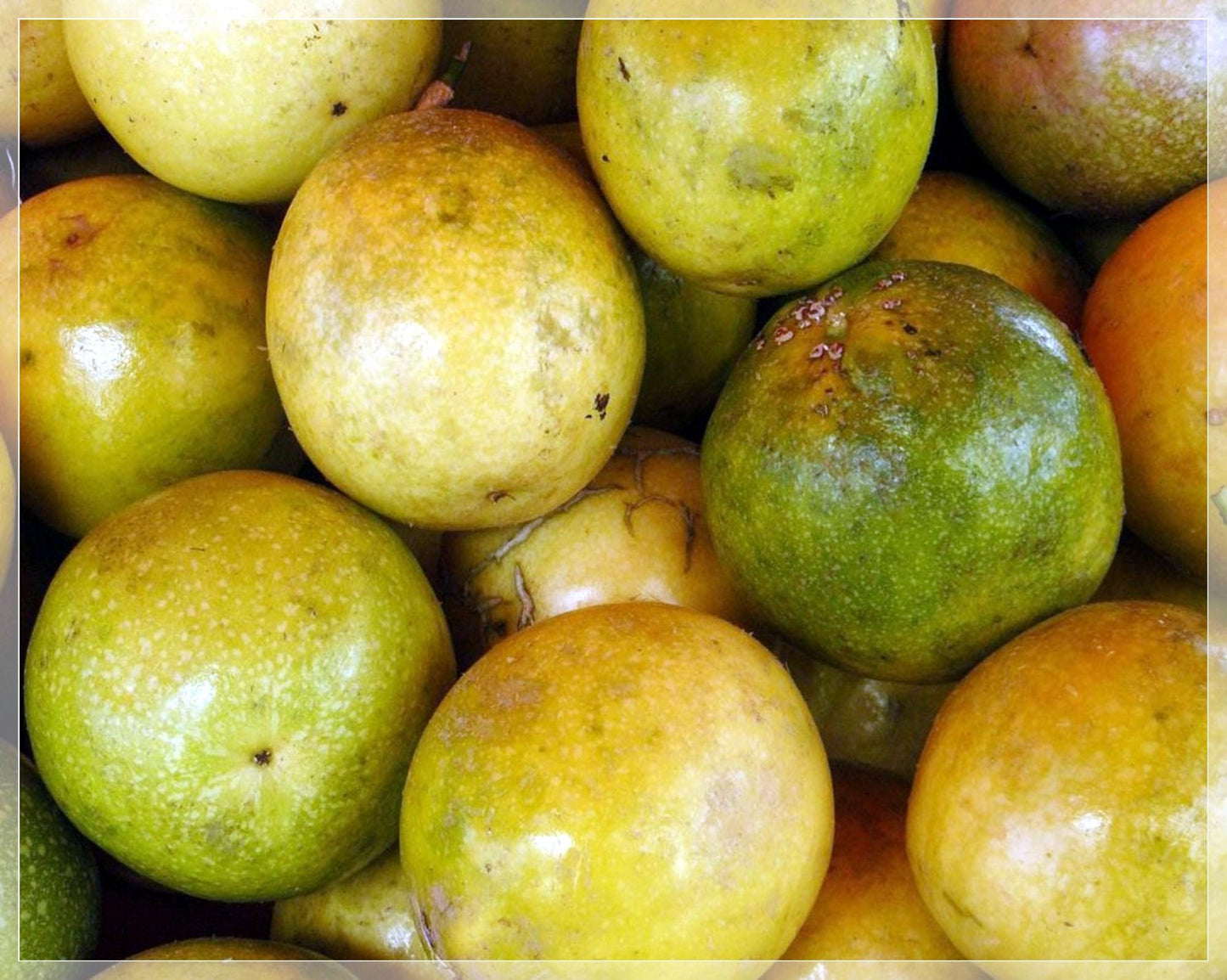 10 Seeds Yellow Passion Fruit, Passiflora, Maracuya, Natural, Non GMO, Heirloom