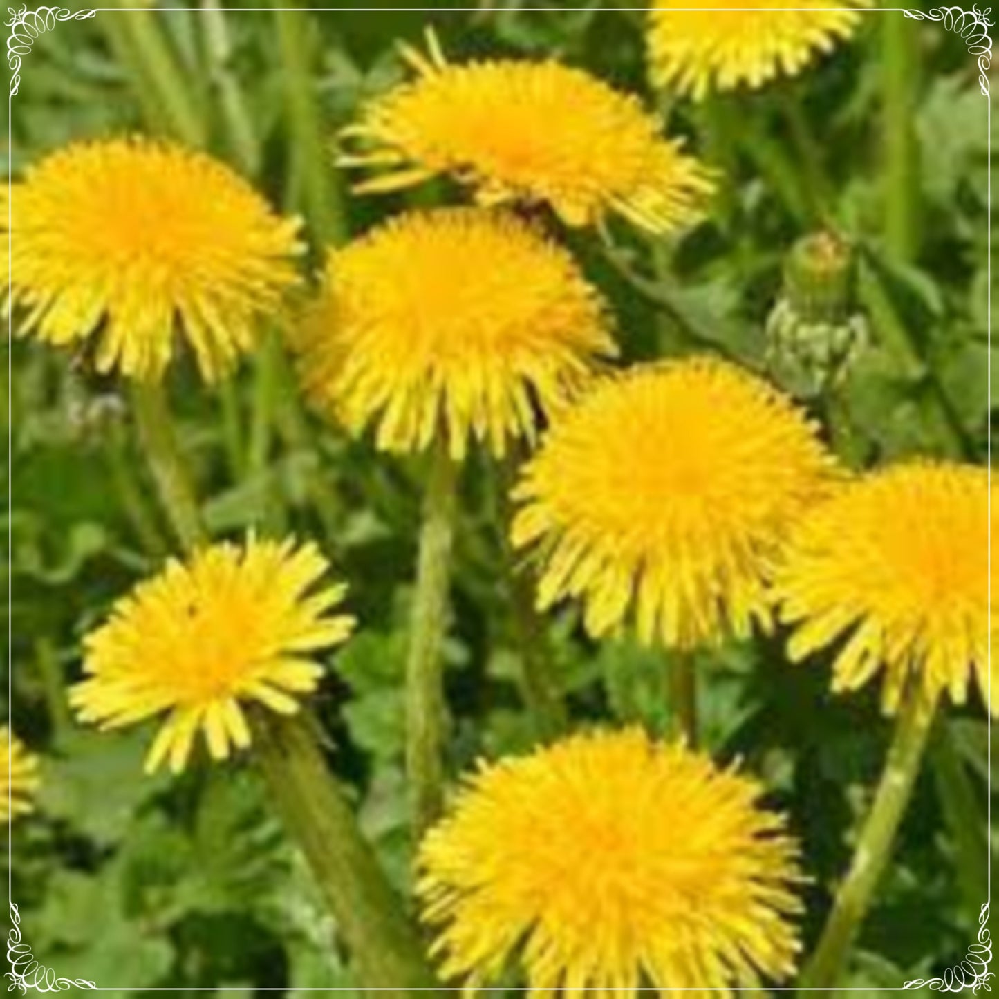 200 Seeds Traditional Dandelion Seed, Aromatic Herbs, Natural, Non GMO, Heirloom, Easy To Grow