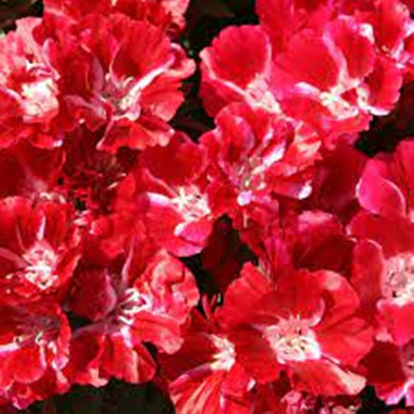 10 Seeds Red Grandiflora Meteor Godetia Flower Seeds, Azalea, Heirloom