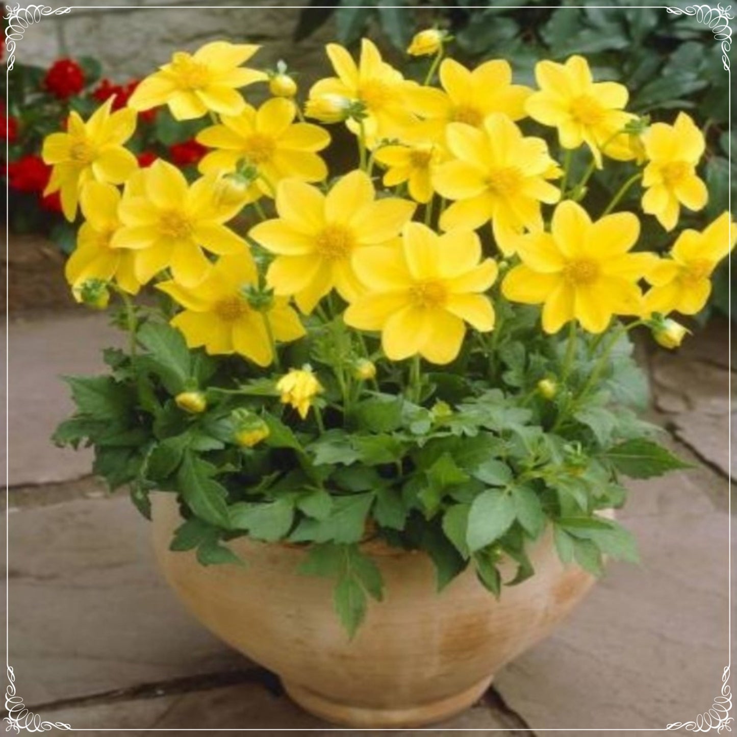 20 Seeds Dwarf Mignon Yellow Dahlia Seed, Natural, Non GMO, Heirloom