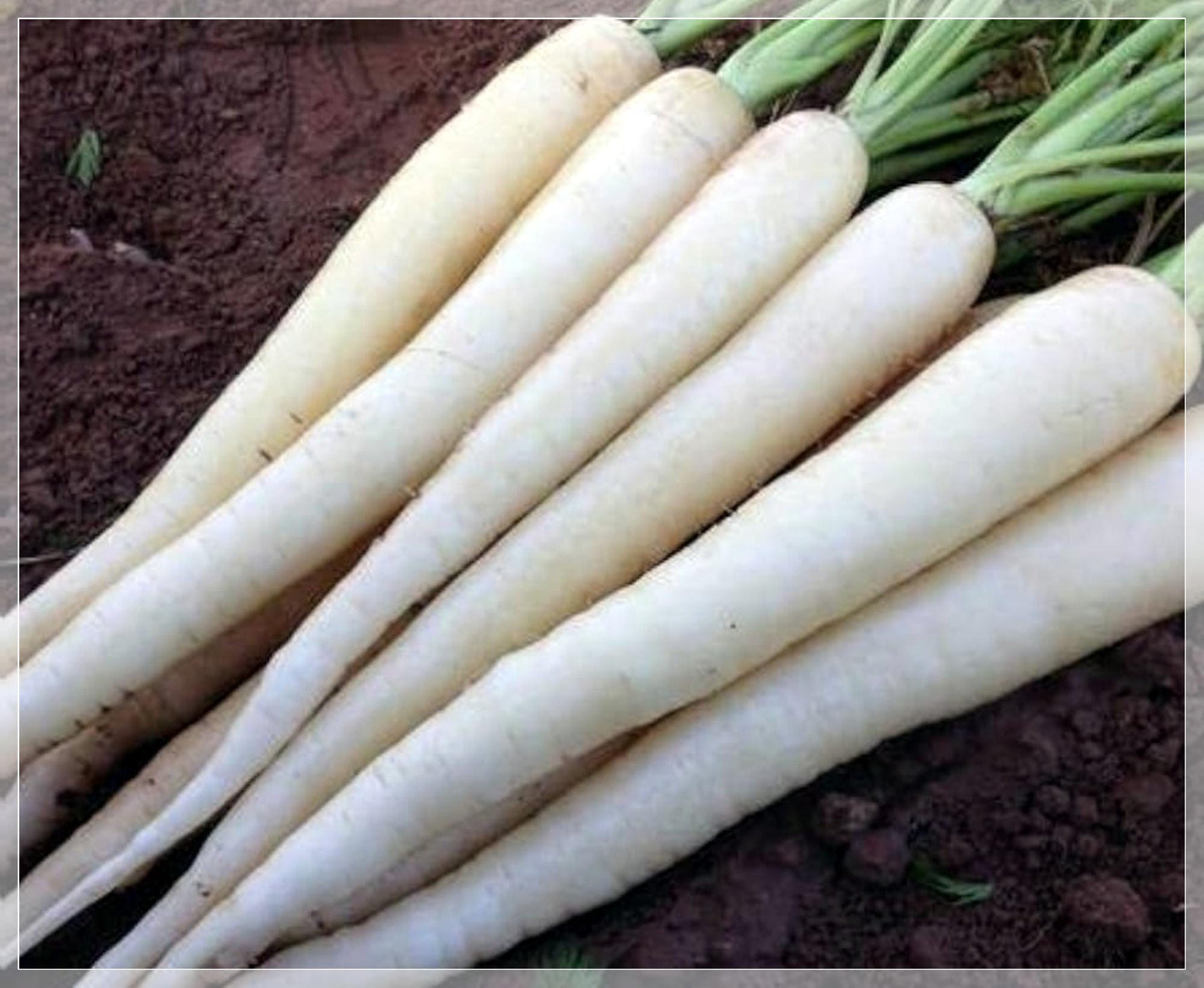 100 Seeds Snow White Carrot Seeds, Natural, Non GMO, Heirloom, Easy To Grow