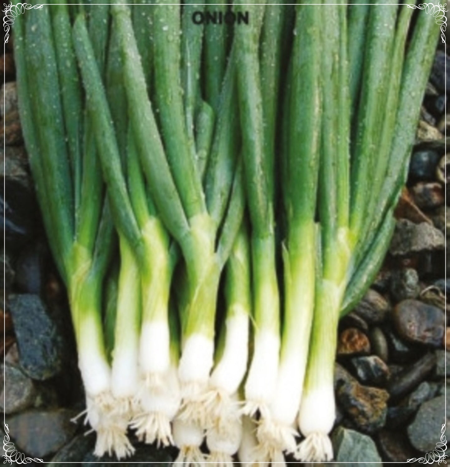 200 Seeds Scallion Seed, Green Onion, Fresh Onion, Natural, Non GMO, Heirloom