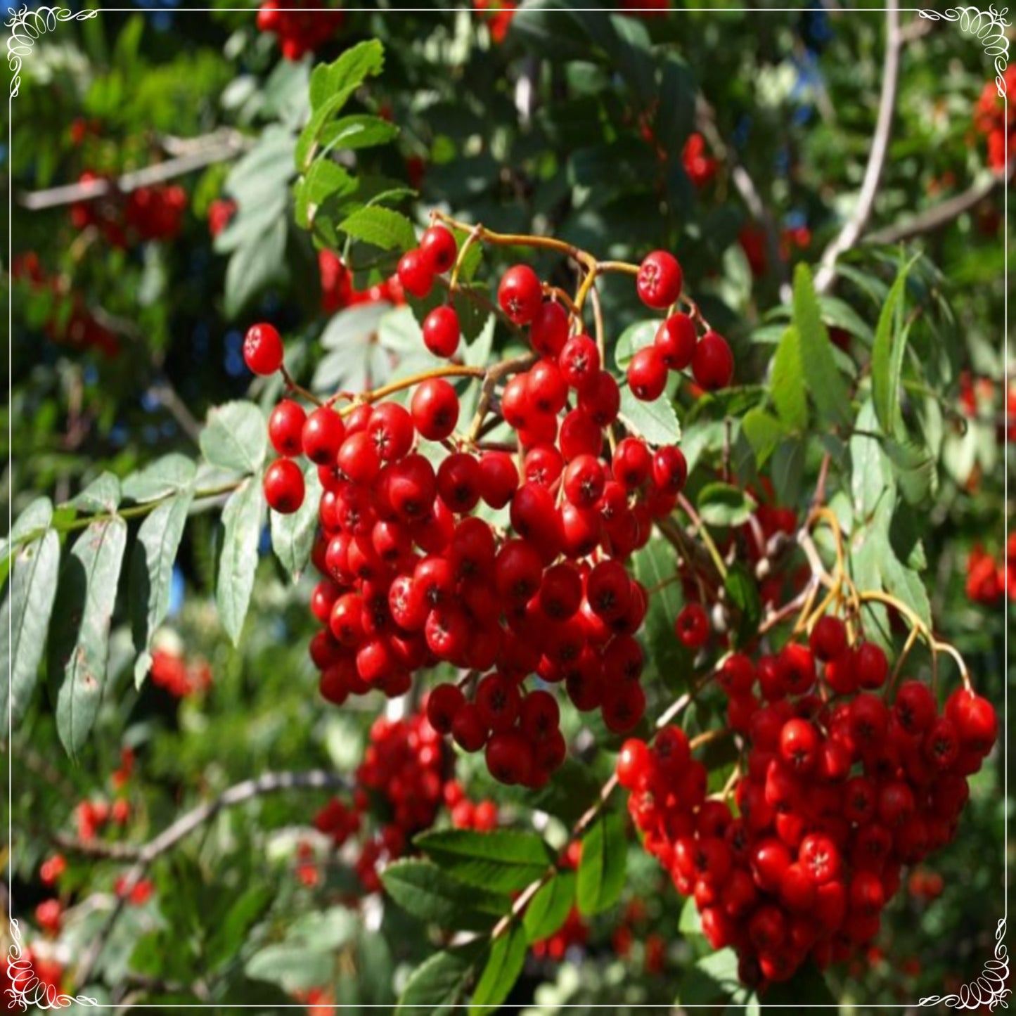 5 Seeds Natural Red Rowan Seed, Fruit Tree, Natural, Non GMO, Heirloom, Easy To Grow