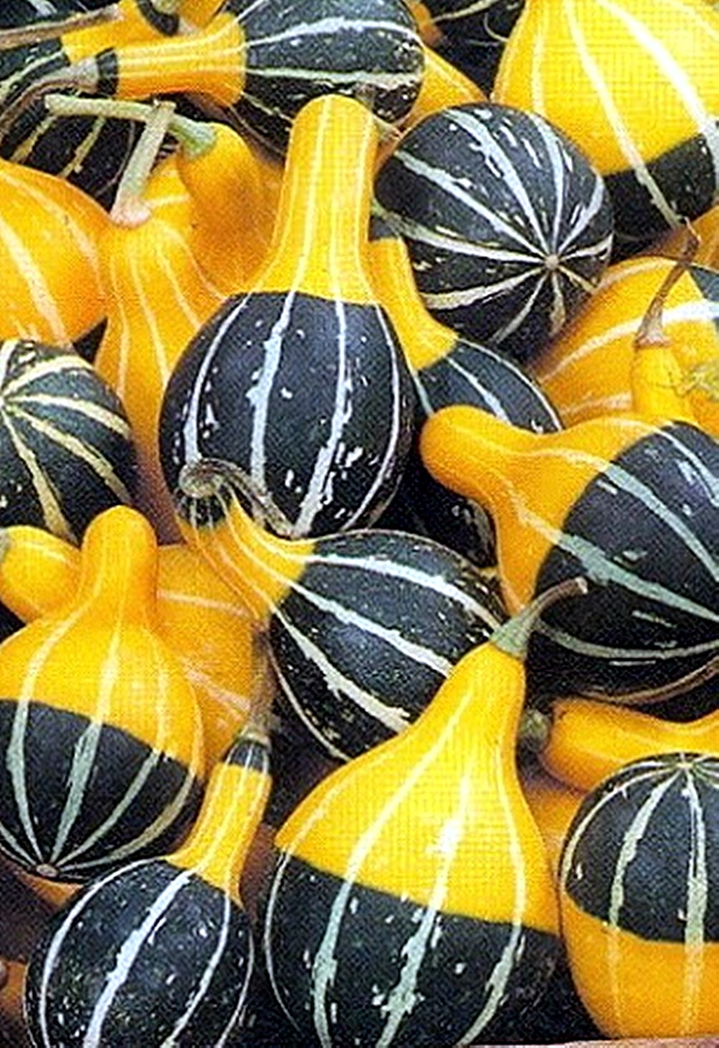 5 Seeds Ornamental Gourd Pear Bicolor Miniature Gourd Yellow and Green Calabash