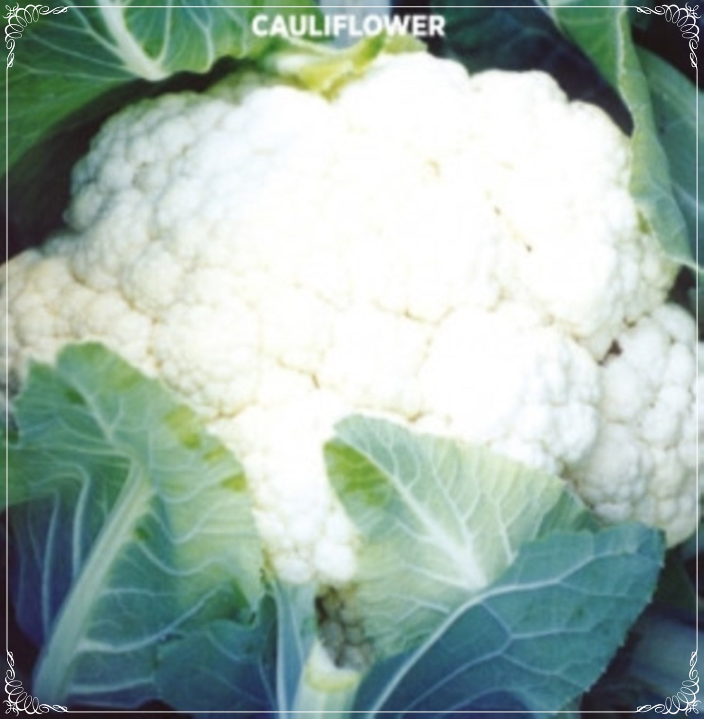 100 Seeds Igloo Cauliflower Seed, Snowball Y, Natural, Non GMO, Heirloom