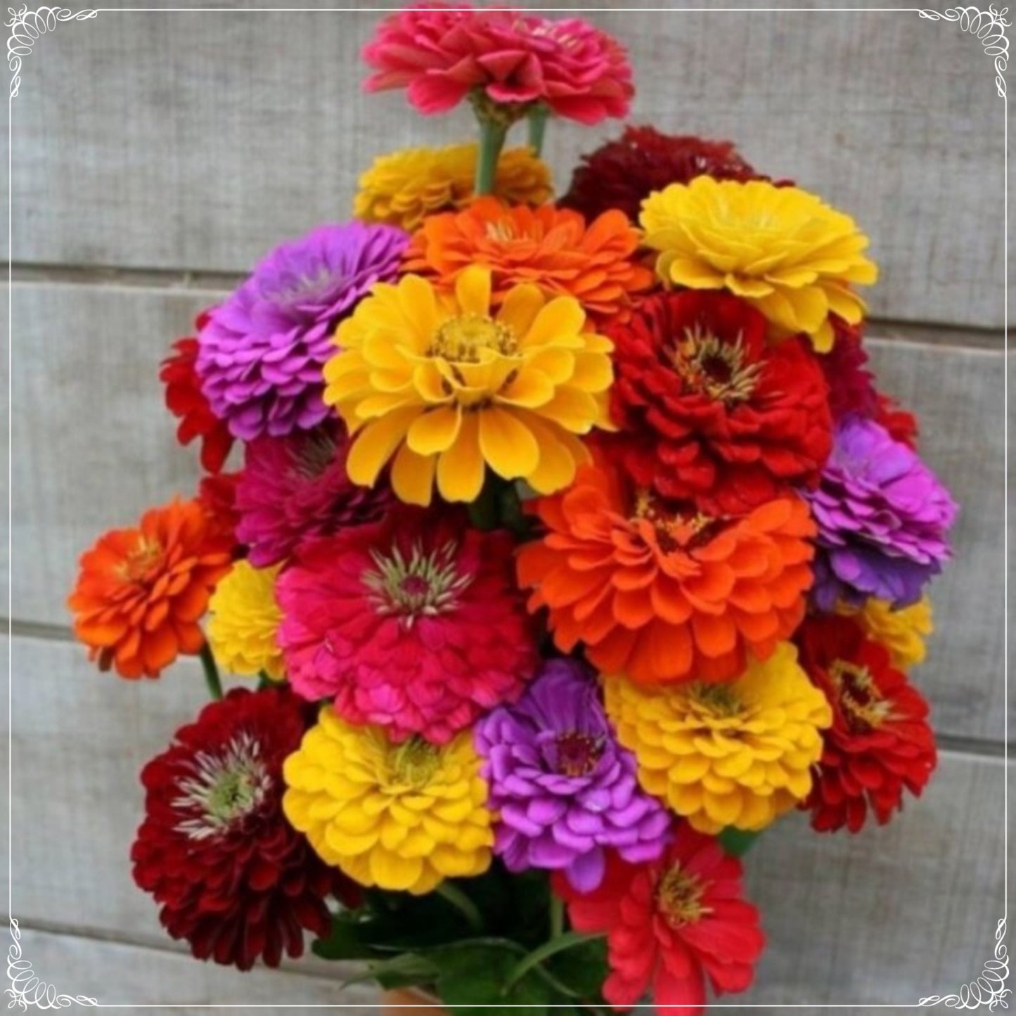 20 Seeds Mixed Color Giant California Zinnia Seed, Elegans Natural, Non GMO, Heirloom