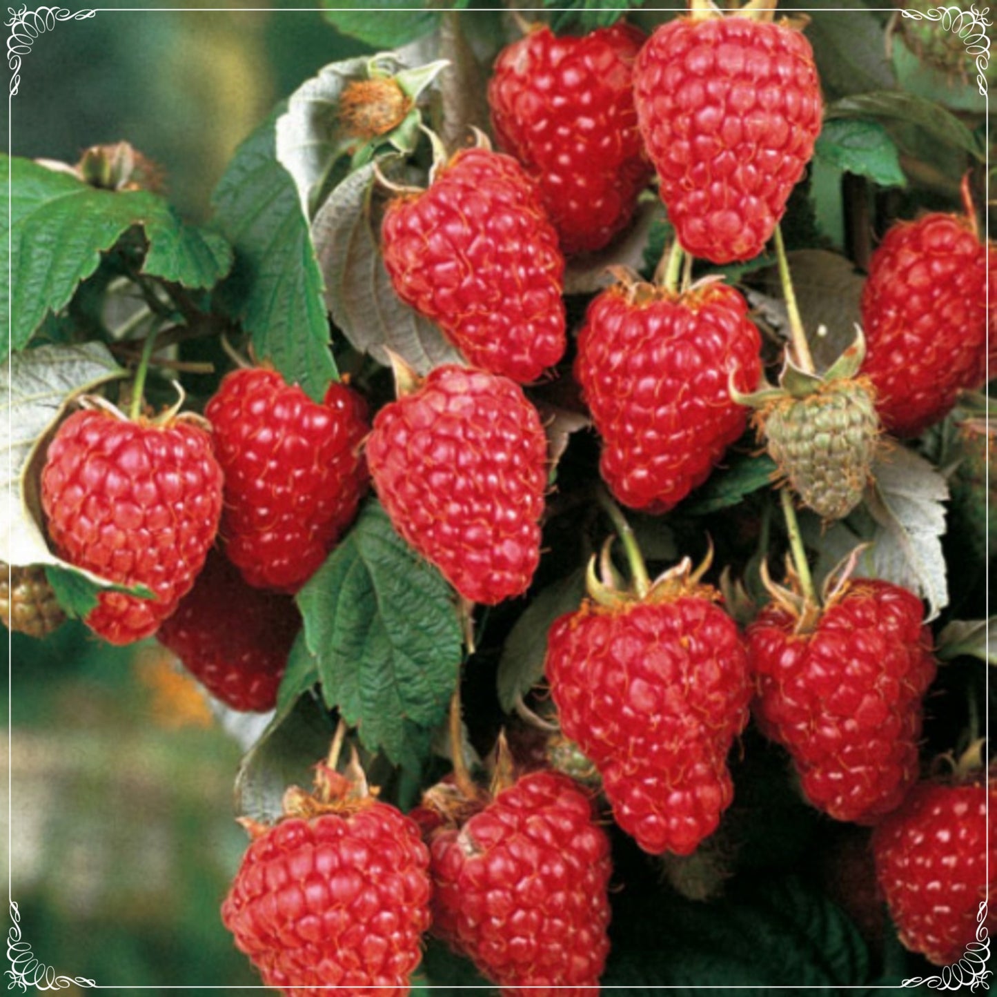 10 Seeds Natural Pink Raspberry Seed, Fruit, Natural, Non GMO, Heirloom