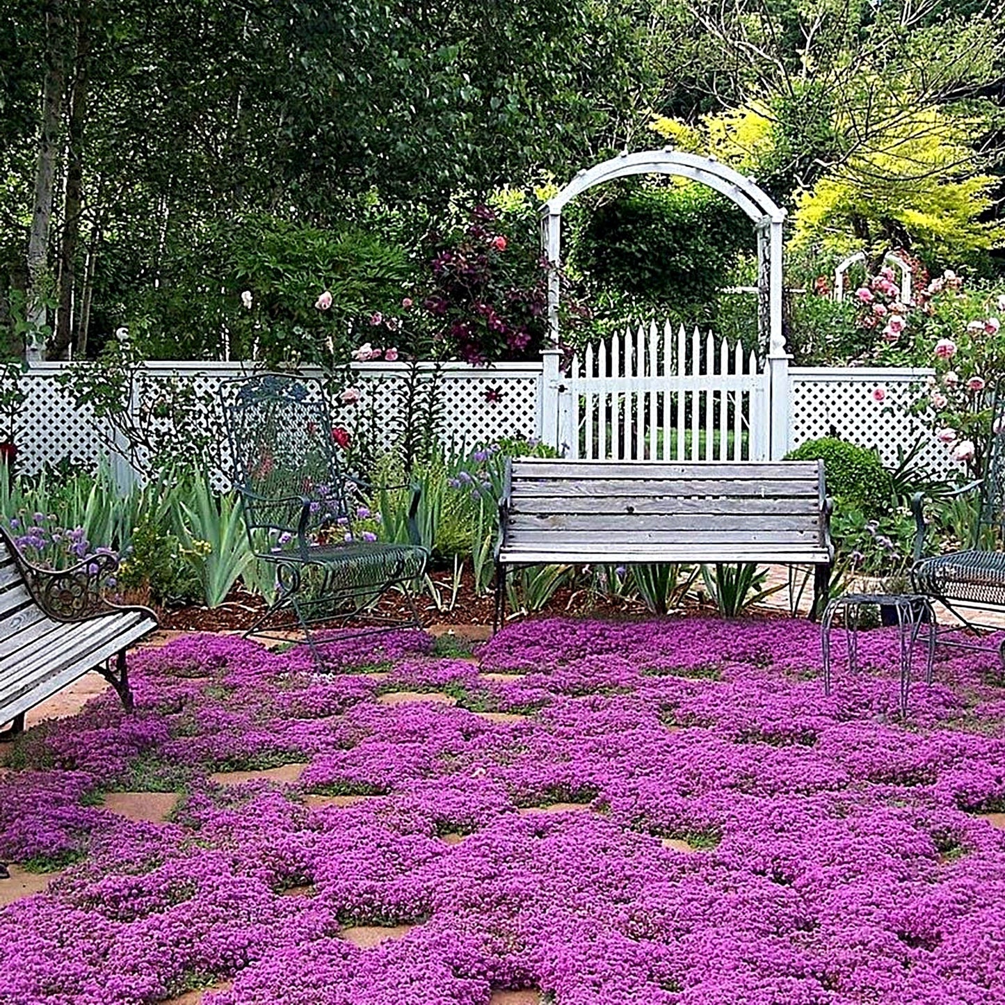 100 Seeds Red Creeping Thyme, Rock Cress, Thymus Praecox Coccineus, Natural, Non GMO