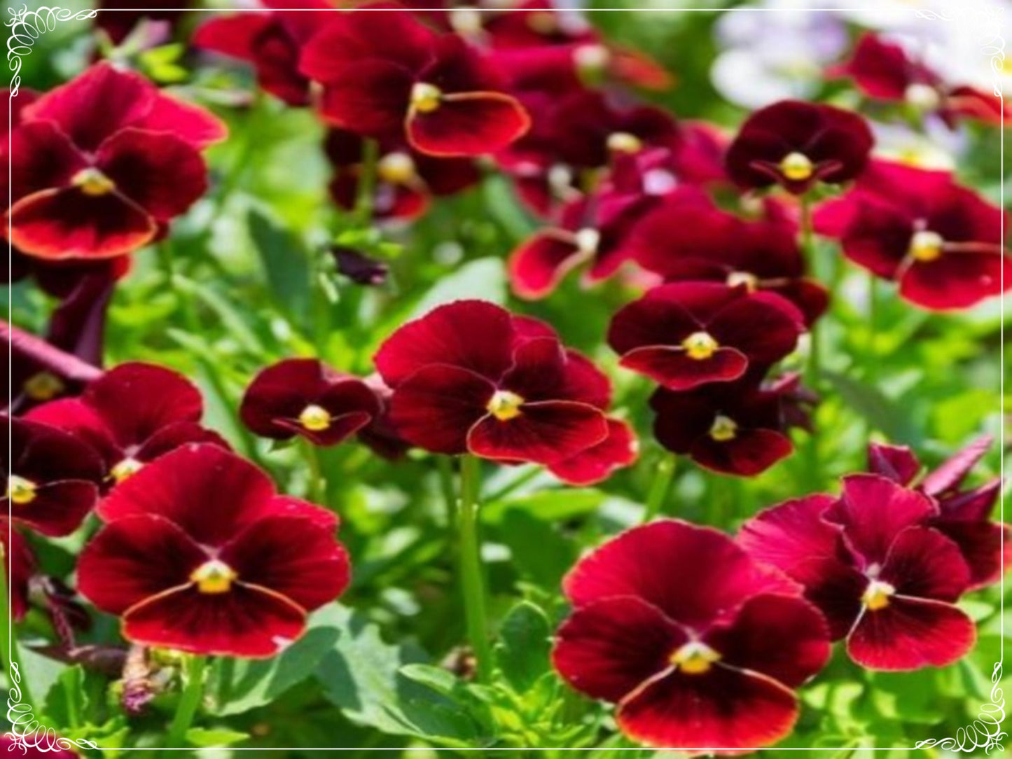 50 Seeds Viola Cornuta Arkwright Ruby Pansy Flower Seed, Natural, Non GMO, Heirloom