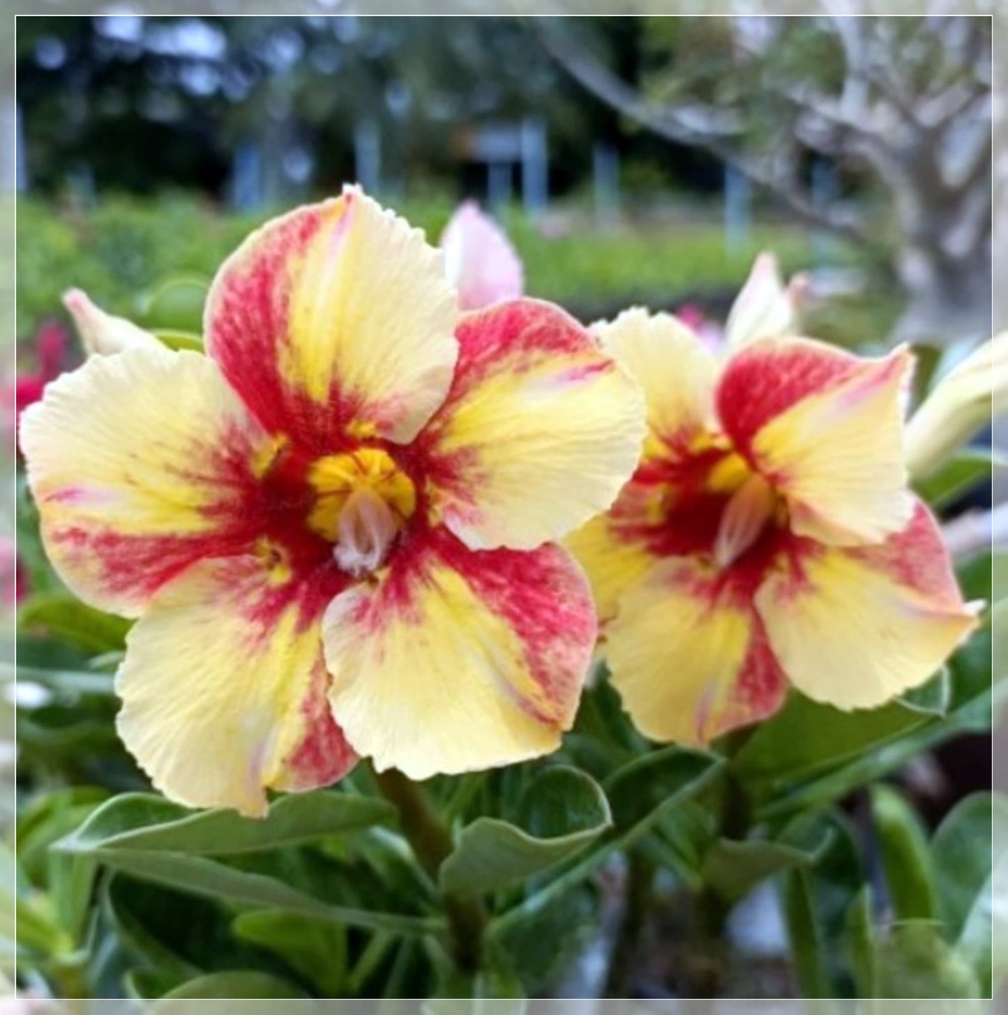 5 Seeds Adenium Obesum, Mixed Colors, Desert Rose, Thai Adenium, Natural