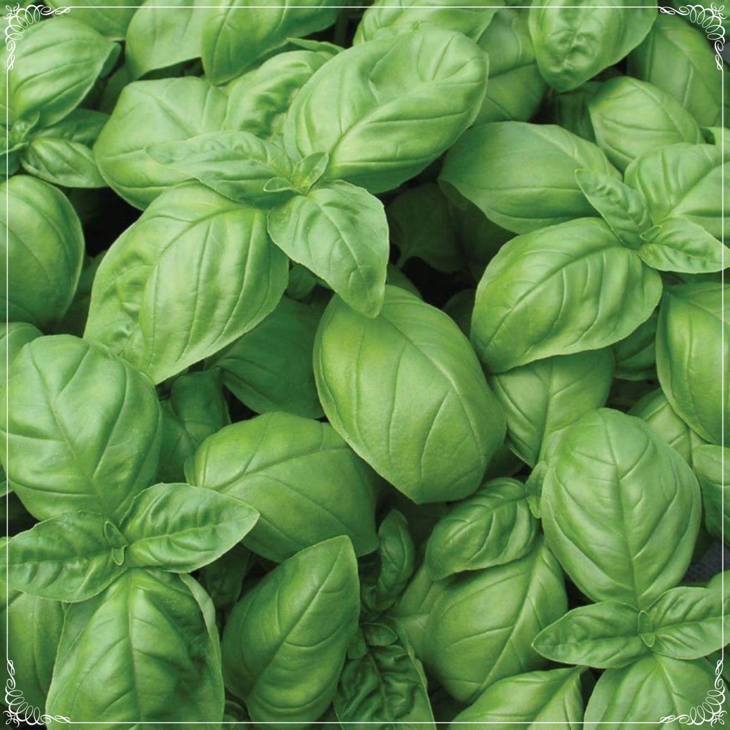 100 Seeds Large Leaf Genovese Basil Seed, Aromatic Herbs, Natural, Non GMO, Heirloom
