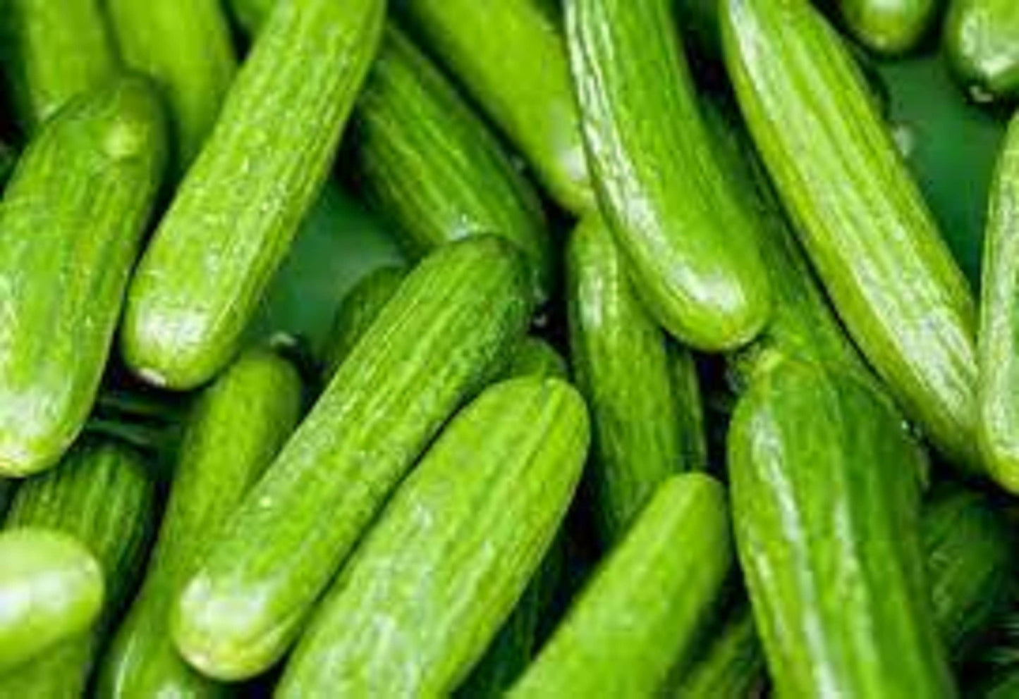 40 Seeds F1 Crispy Slicing Garden Cucumber Seeds, High Efficiency, Delicious, Durable
