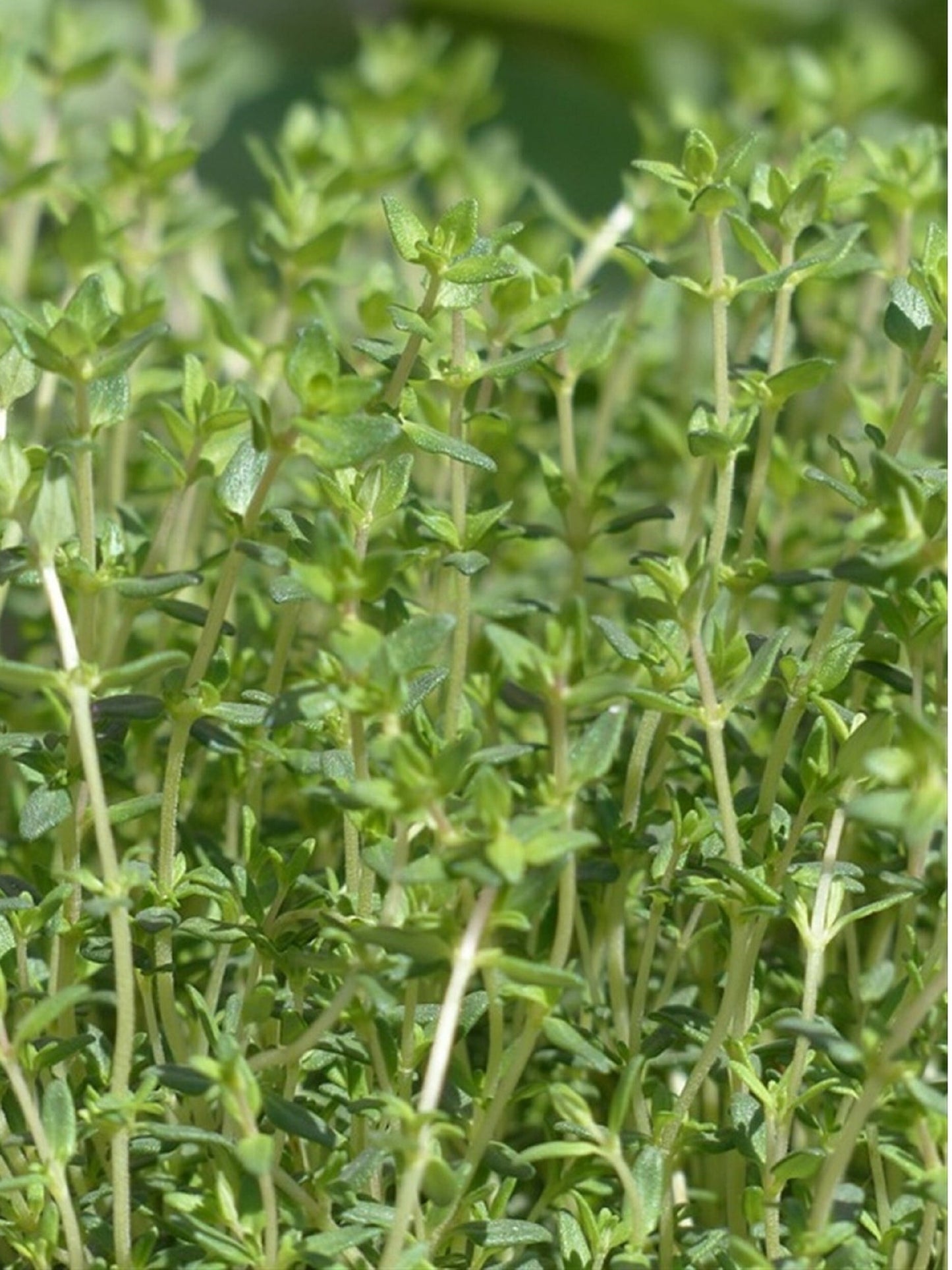 200 Seeds Creeping Thyme Seed, Spreading Oregano, Ground Cover, Rock Cress, Aromatic Herbs, Natural, Non GMO