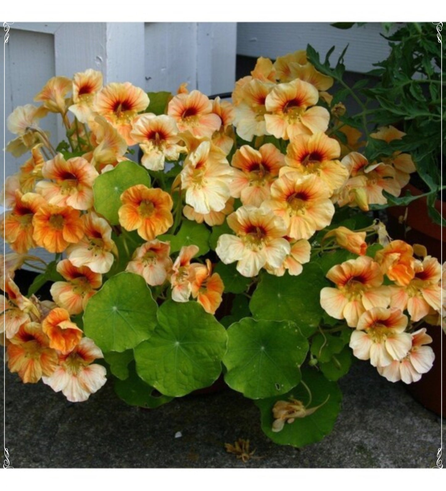 5 Seeds Tropaeolum Majus, Peach Melba Nasturtium, Nose Twister Flower Seed, Natural, Non GMO, Heirloom