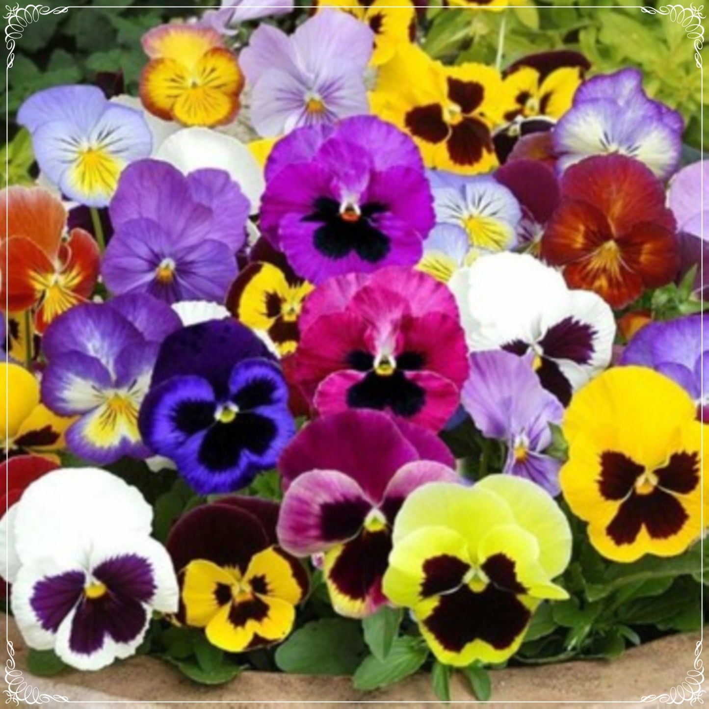 50 Seeds Swiss Giant Variegated Mixed Pansy Flower Seed, Natural, Non GMO, Heirloom