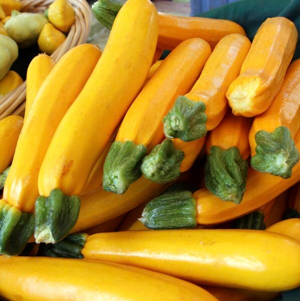 10 Seeds Yellow Zucchini, Golden Summer Squash, Thai Vegetables, Queen Courgette, Non GMO