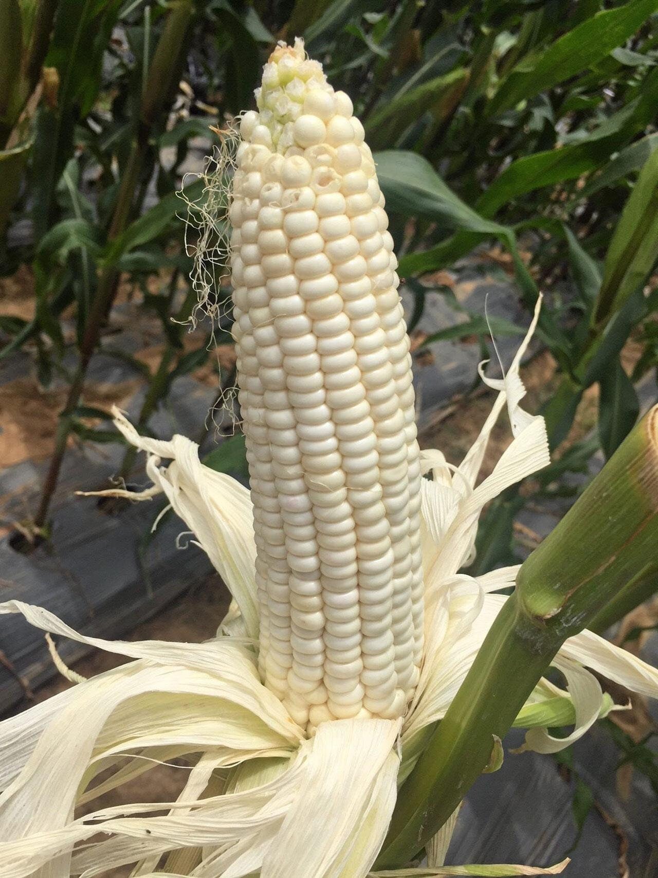 10 Seeds Big White Corn, Thai Waxy Corn, F1, White, Sweet, Large, Disease Resistant, Non GMO