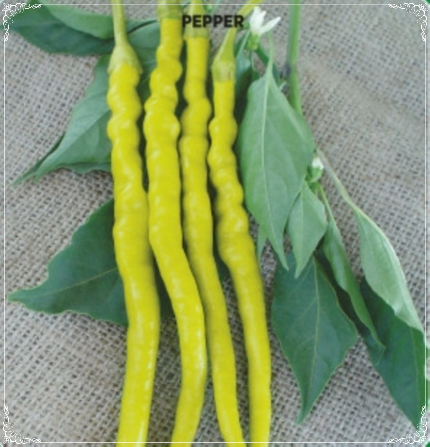 100 Seeds Soup Little Hot Slim Pepper Seed, Slim Chili, Natural, Non GMO, Heirloom