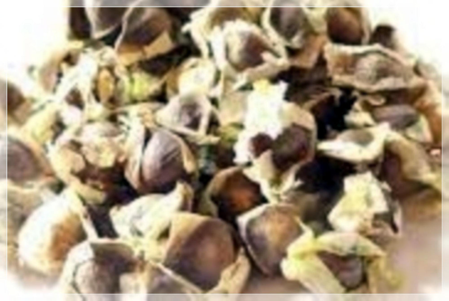 3 Seeds Moringa Drumstick Seeds, Horseradish Tree, Malunggay, Natural