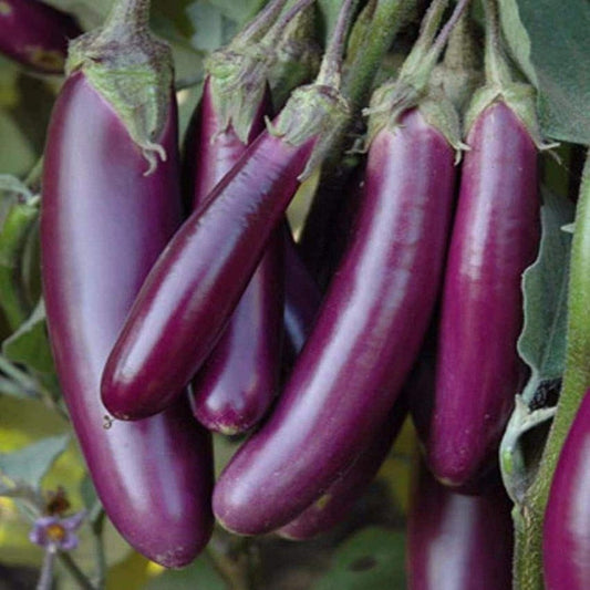 100 Seeds Purple Long Eggplant Seeds, Ai Qua Japanese, Aubergine Brinjaul Natural, Non GMO