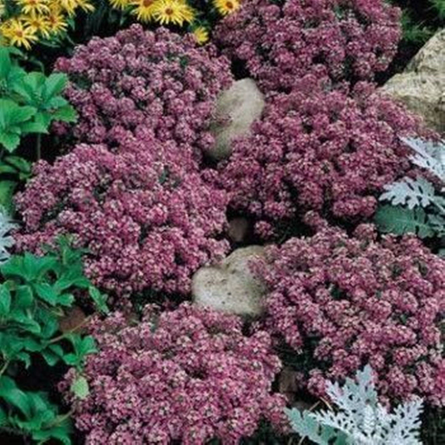 50 Seeds Pink Fragrant Sweet Alyssum, Alison Flower Seed, Royal Carpet, Lobularia Maritima, Natural, Ground Cover