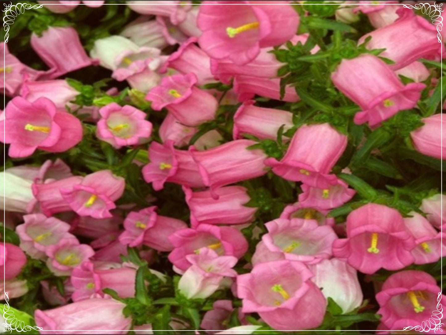 50 Seeds Isabella Rose Pink Bellflower Seeds, Campanula Natural, Non GMO, Heirloom, Little Bell