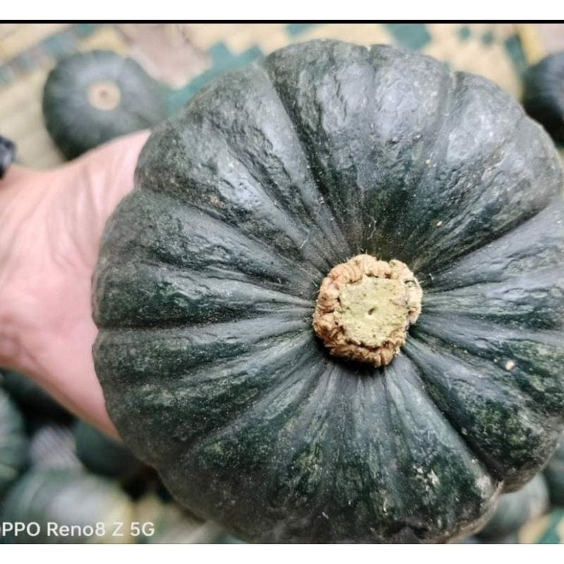 5 Seeds Japanese Pumpkin, Kabocha Squash, Thai Vegetables, Green Japanese Squash, Non GMO