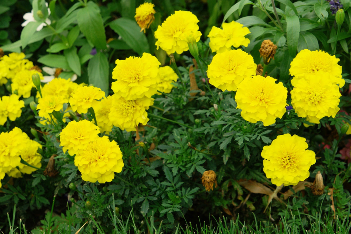 50 Seeds Thai Yellow Marigold Flower Seeds, Yellow Marigold Tagetes Patula Nana