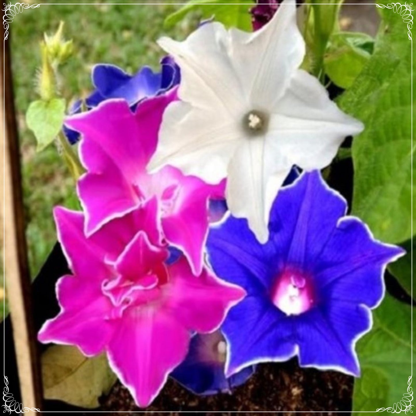 5 Seeds Giant Flowering Ipomea Nile Kikyo Zaki Mixed Japanese Morning Glory Seed, Heirloom