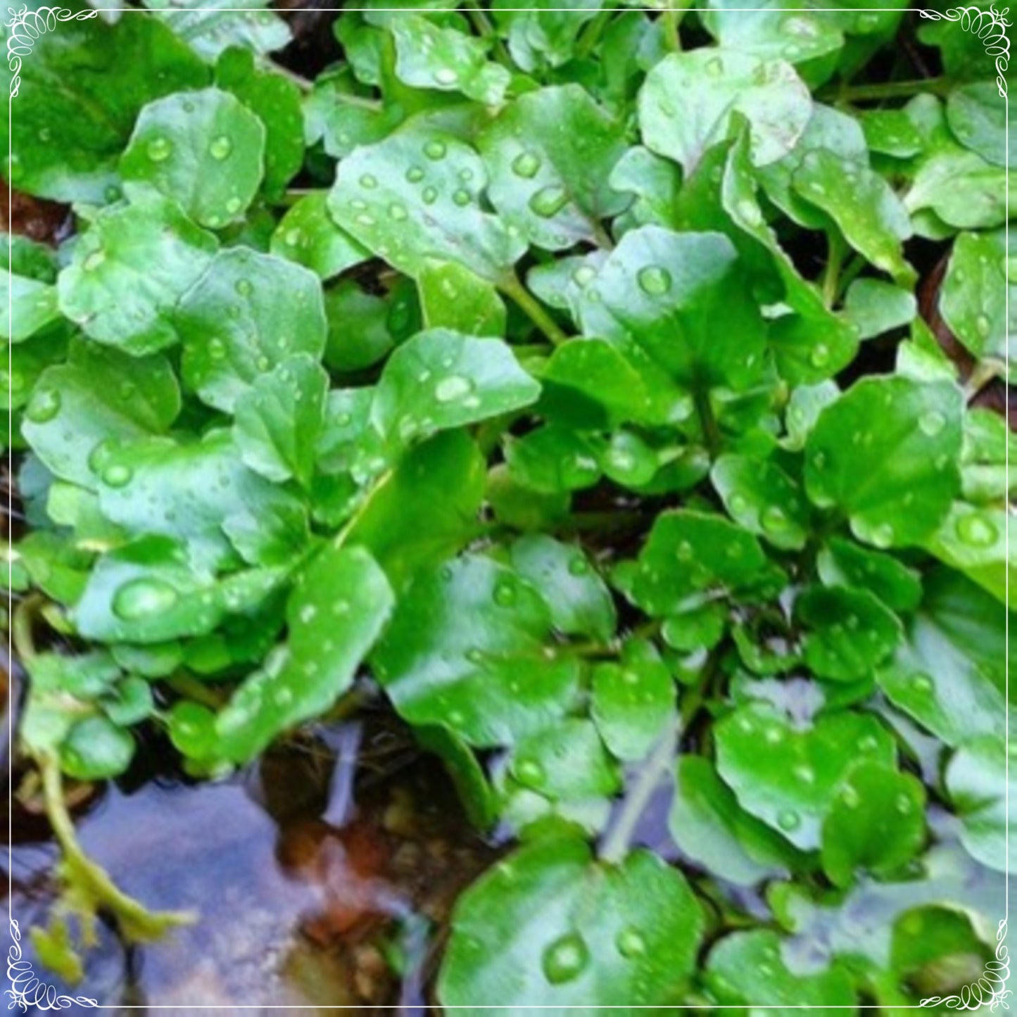 250 Seeds Natural Watercress Seeds, Natural Water Cress, Non GMO, Heirloom, Easy To Grow