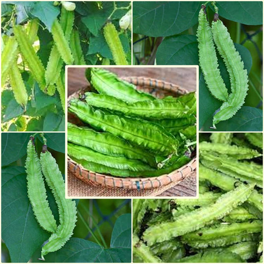 5 Seeds Green Winged Beans, Dragon Bean, Thai Vegetable, Natural, Non GMO