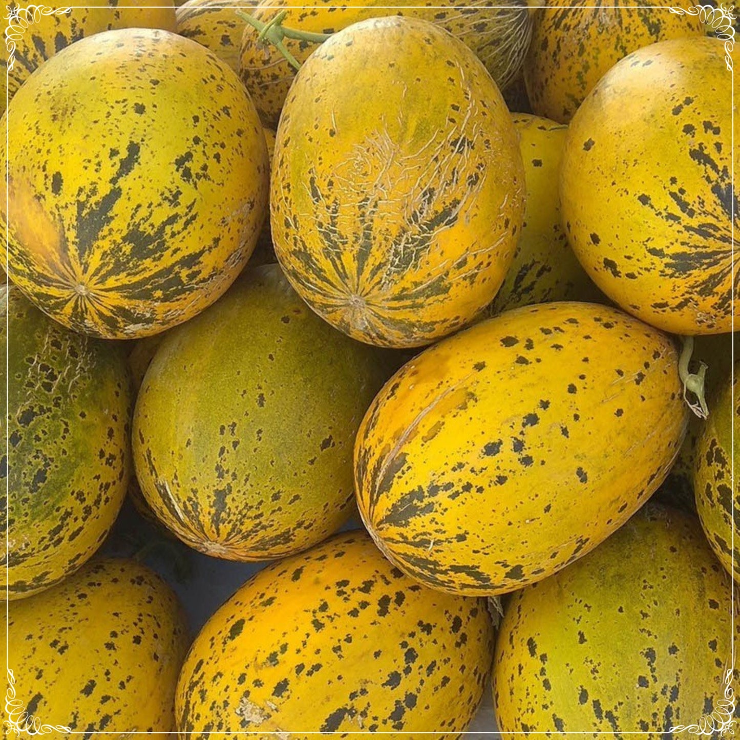50 Seeds Santa Claus Melon, Mediterranean Striped Melon Seed, Fruit, Natural, Non GMO, Heirloom