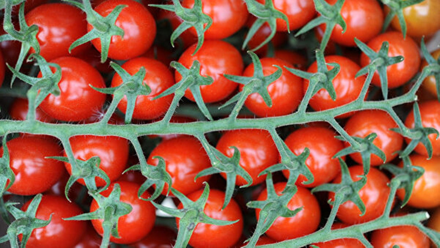 50 Seeds Natural Turkish Cherry Tomato Seeds, Very Prolific Natural, Non GMO, Heirloom