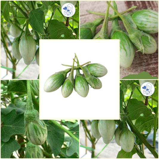 50 Seeds Green Turtle Eggplant, Thai Vegetable, Small Brinjal, Natural, Non GMO