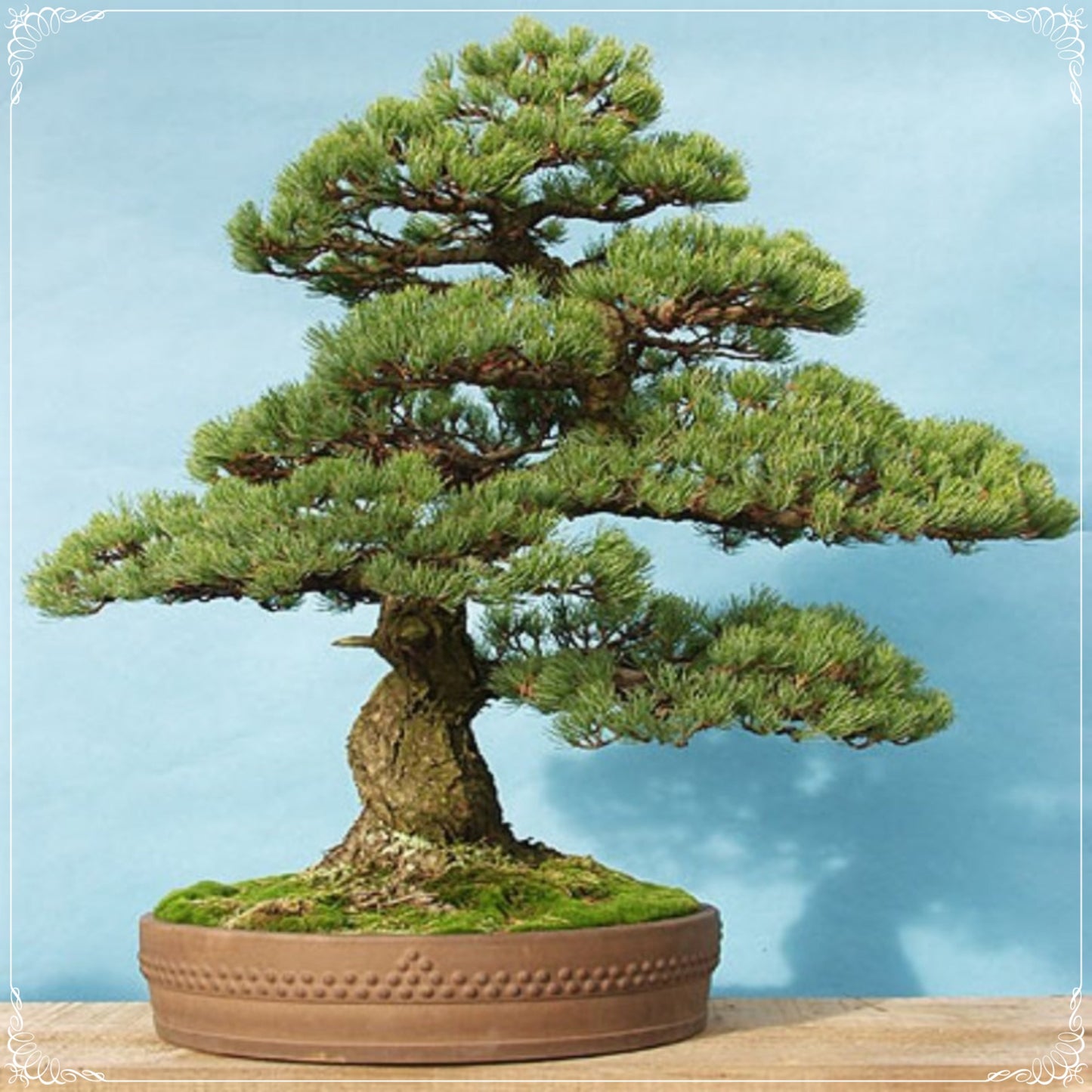 10 Seeds Scotch Pine Seed, Auvergne, Geneva Forest Trees, Bonsai, Natural, Non GMO, Heirloom