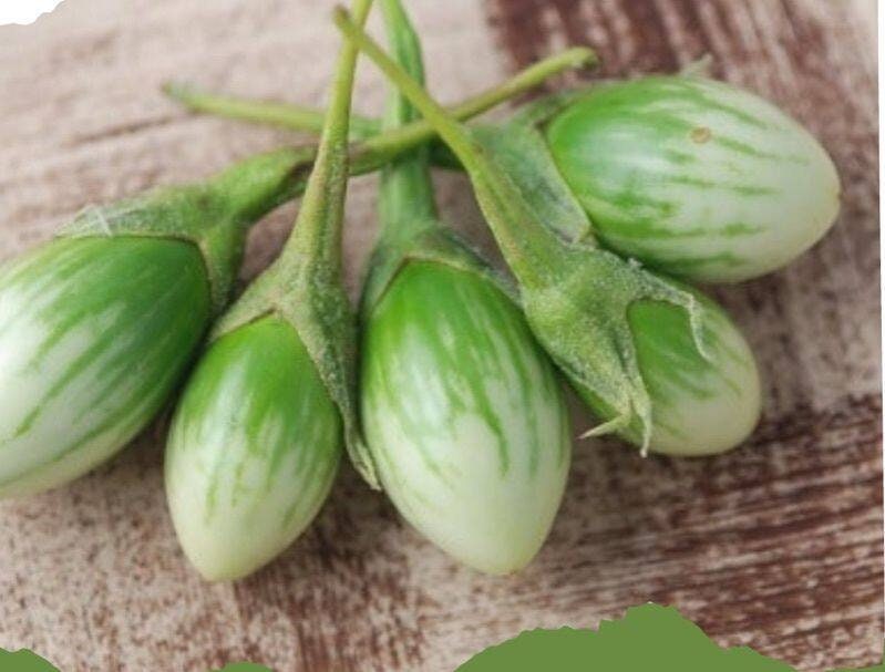50 Seeds Green Turtle Eggplant, Thai Vegetable, Small Brinjal, Natural, Non GMO