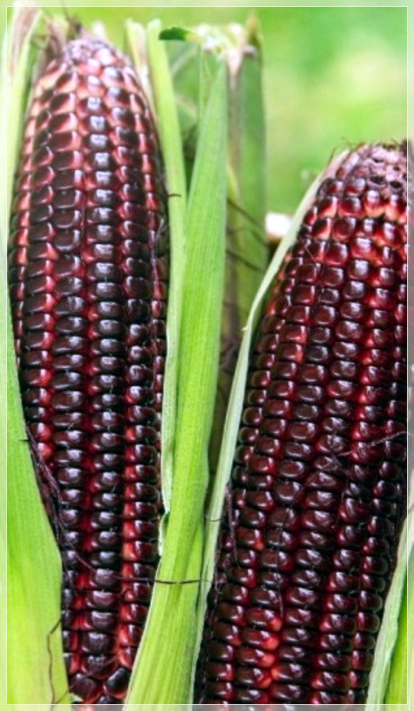 5 Seeds Big Dark Red Corn Seeds, Thai Purple Field, Bloody Butcher Sweet Zea Mays, Natural, Non GMO