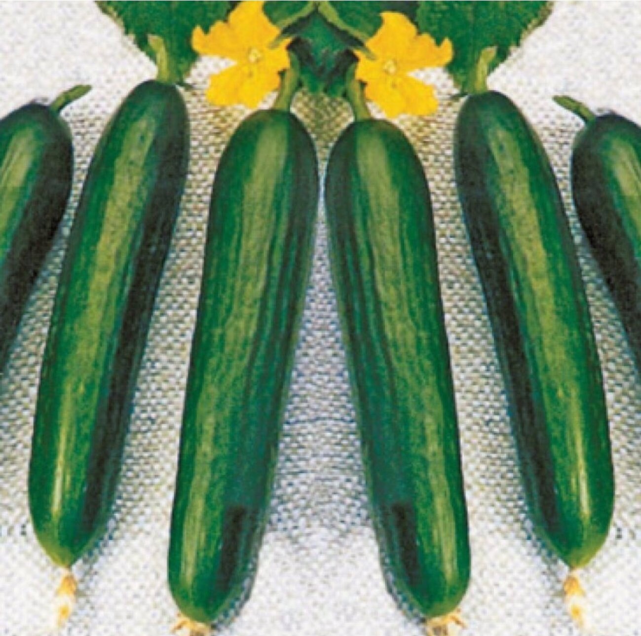 50 Seeds Super Beit Alpha Cucumber, Persian, Lebanese Cucumber, Fragrant Manny, Natural, Non GMO, Heirloom
