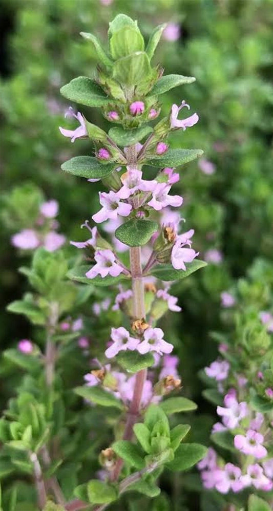 200 Seeds Creeping Thyme Seed, Spreading Oregano, Ground Cover, Rock Cress, Aromatic Herbs, Natural, Non GMO