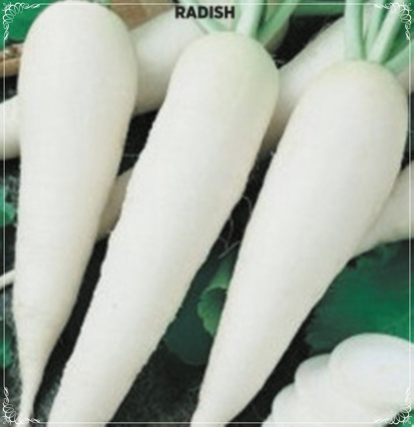100 Seeds White Japanese Radish Seed, Daikon Radish, Natural, Non GMO, Heirloom