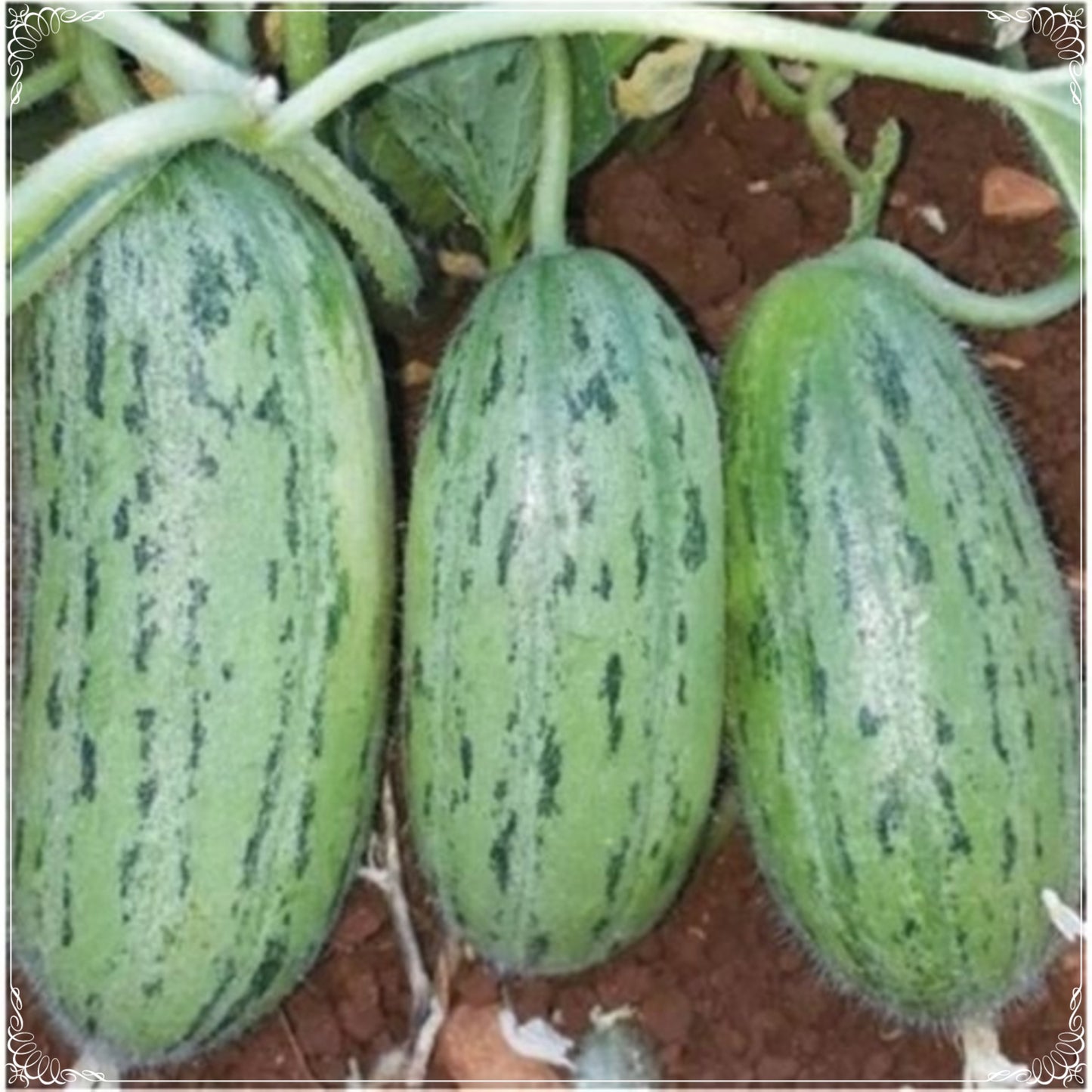50 Seeds Almond Armenian Yard Long Cucumber Seed, Snake Cucumber Vegetable, Natural, Non GMO, Heirloom