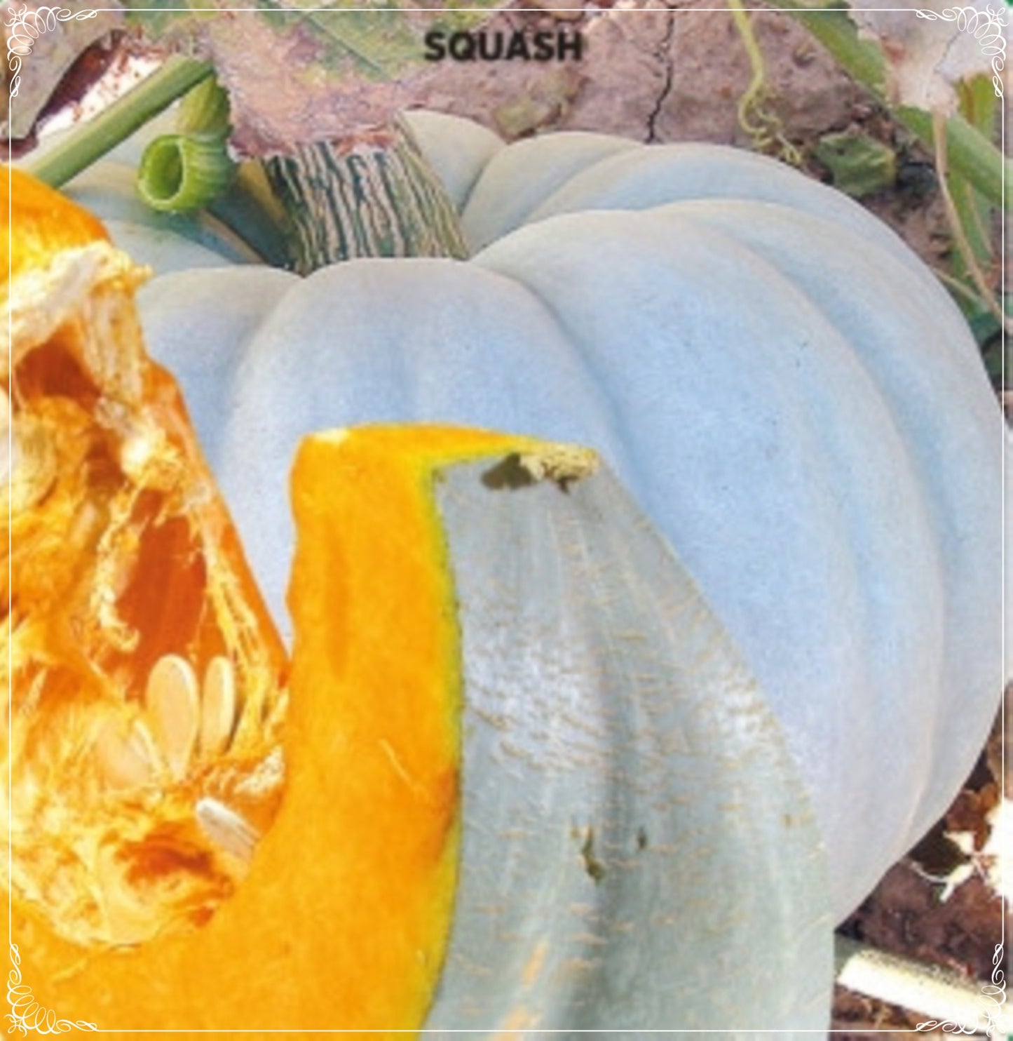 10 Seeds Chestnut Blue Doll Pumpkin Seeds, Squash Honey, Natural, Non GMO, Heirloom, Easy To Grow
