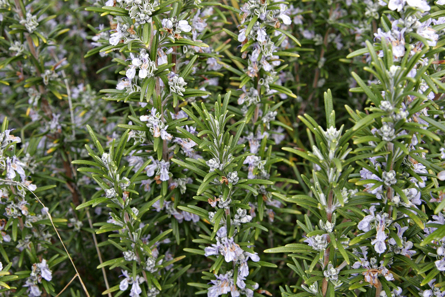 20 Seeds Potted Rosemary Seeds, Aromatic, Natural, Non GMO, Compass Weed, Encensier, Polar Plant, Rosmarin