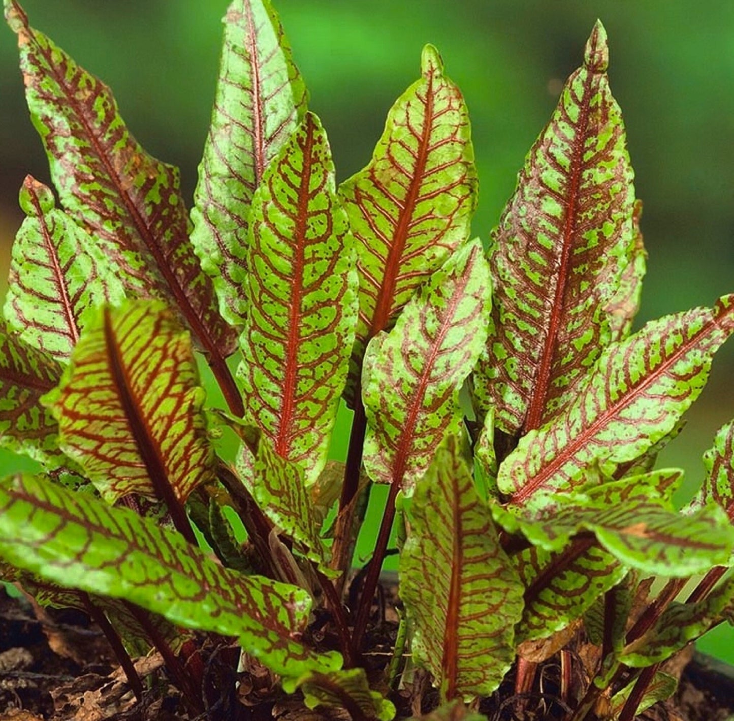 100 Seeds Red Sorrel Seed, Rumex Sanguineus, Vegetable Grass Foliage, Natural, Non GMO, Heirloom