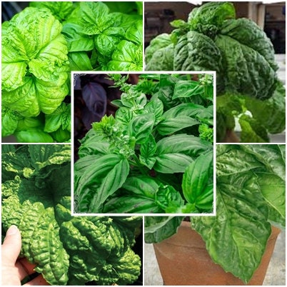 50 Seeds Lettuce Leaf Basil Seed, Aromatic Herbs, Natural, Non GMO, Heirloom