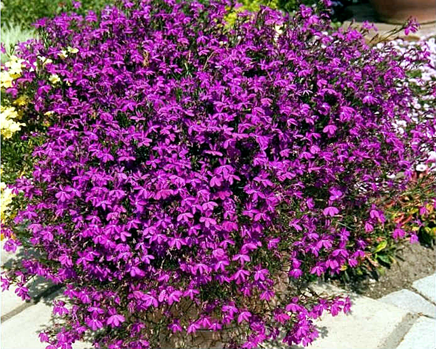 50 Seeds Hanging Claret Red Lobelia Pendula, Hang-downing Cascade Flower