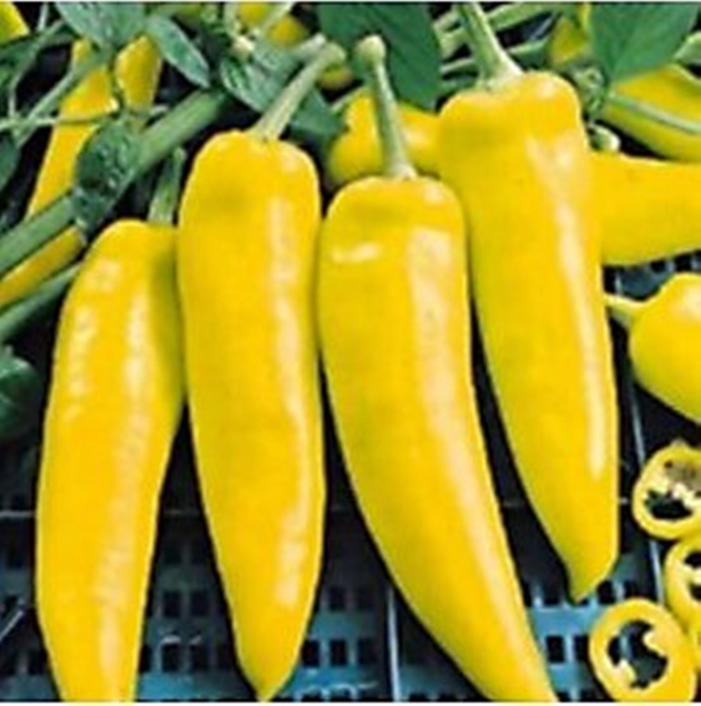 100 Seeds Sweet Banana Pepper Seeds, Mild Heirloom Chile Natural, Non GMO, Heirloom